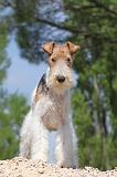 FOX TERRIER 255